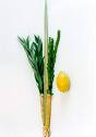 lulav and etrog 3